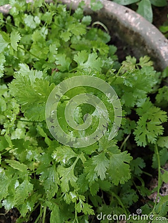 Coriander leaves, vegetable garden, crop image Stock Photo