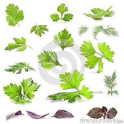 Coriander, parsley, dill and basil leaves Stock Photo