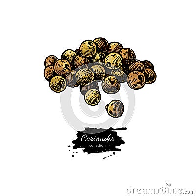 Coriander seed heap vector hand drawn illustration. Isolated spice object. Colorful seasoning. Vector Illustration