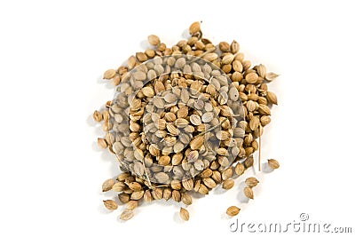 Coriander seeds Stock Photo