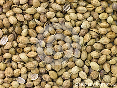 Coriander Seeds Stock Photo