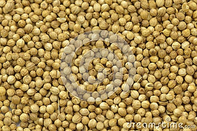 Coriander seeds Stock Photo