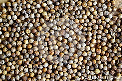 Coriander seeds laying on a wooden board. Stock Photo