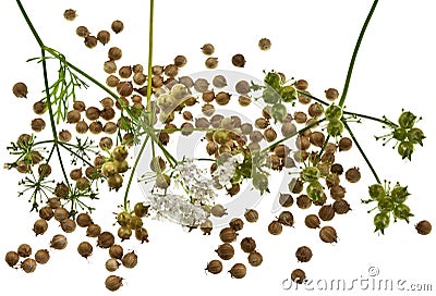 Coriander Seeds Stock Photo