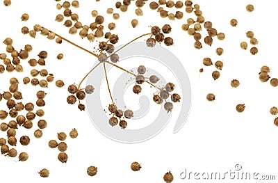 Coriander Seeds Stock Photo