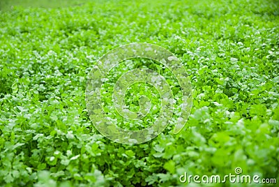 Coriander Thailand, Coriander in Thailand, Coriander in asian Stock Photo