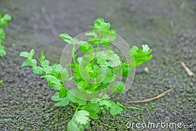 Coriander Thailand, Coriander in Thailand, Coriander in asian Stock Photo