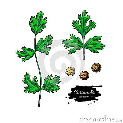 Coriander vector hand drawn illustration set. Isolated spice object. Colorful seasoning. Vector Illustration