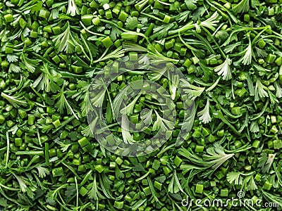 Coriandrum sativum green for cooking Stock Photo