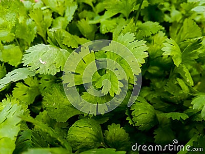 Coriender with green looking at black art version gren in agriculture fields Editorial Stock Photo