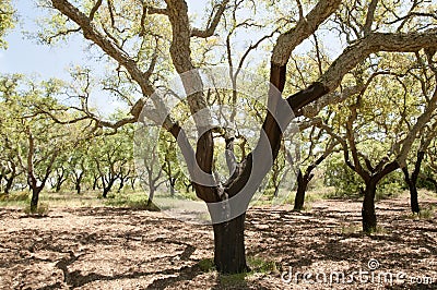 Cork Oak Tree Stock Photo