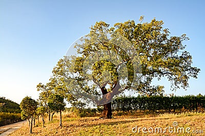 Cork oak tree Quercus suber in evening sun, Alentejo Portugal Stock Photo