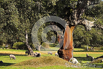 Cork tree without cork next to Iberian pigs in the Dehesa Stock Photo