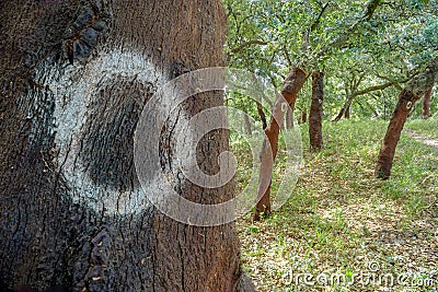 cork trees. cork removed in 2000. number 0 written on the trunk. Stock Photo