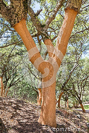 Cork trees in Portuguese Algarve Stock Photo