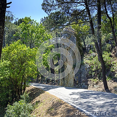 Corks trees of Andalucia, Spain Stock Photo