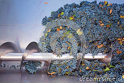 Corkscrew crusher destemmer winemaking with grapes Stock Photo