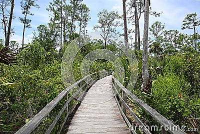 Corkscrew Swamp Sanctuary Stock Photo