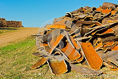 Corkwood Stock Photo