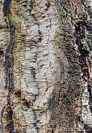 Corkwood tree bark Stock Photo