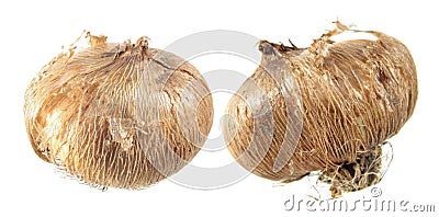 Corm of Crocus isolated on white background. Bulb of Crocus sativus Stock Photo