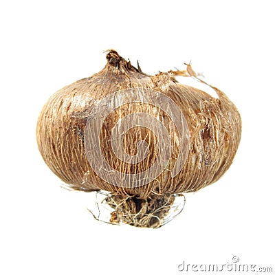 Corm of Crocus isolated on white background. Bulb of Crocus sativus Stock Photo