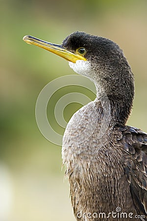 Cormorant Stock Photo