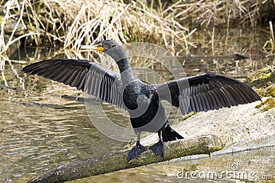 Cormorant Stock Photo