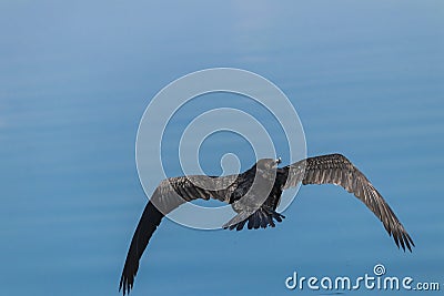 Cormorant bird Stock Photo