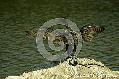 Cormorant bird at its best view Stock Photo