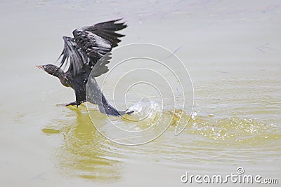 Cormorant bird running in water Stock Photo