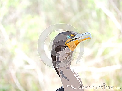 Cormorant, Florida Everglades National Park Wildlife - Detailed and Realistic Digital Illustration on Naturalistic Background Stock Photo