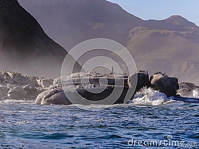 Cormorant birds waiting on ocean cliffs in South African Seal Bay Stock Photo