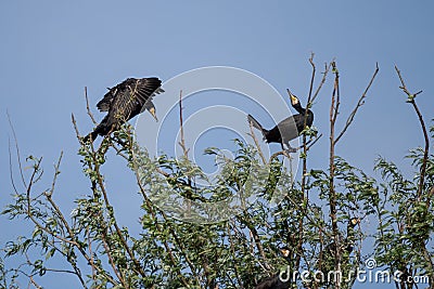 Cormorant colonies in Danube Delta , Romania wildlife bird watching Stock Photo