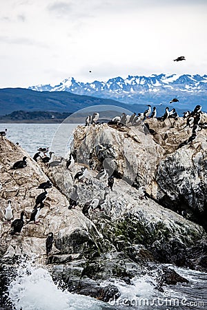 Cormorant colony on an island at Ushuaia in the Beagle Channel Beagle Strait, Tierra Del Fuego, Argentina Stock Photo