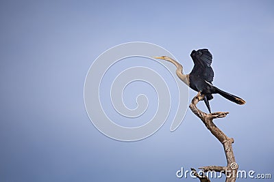 Cormorant dries its wings on a branch against the sky Stock Photo