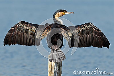 Cormorant dries wings Stock Photo