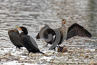 Cormorant drying its wings Stock Photo