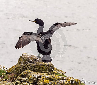 Cormorant drying wings Stock Photo