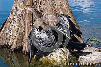 Cormorant in Front of Cypress Tree Drying its Wings Stock Photo