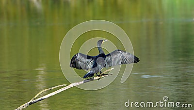 Cormorant large black waterbird on branch over water with wings out. Stock Photo