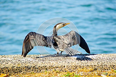 Cormorant, Little Pied water bird spread its wings near the Cook river, Sydney, Australia. Stock Photo