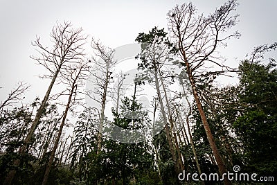 Cormorant nests on dead pine trees Stock Photo