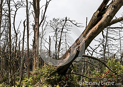 Cormorant nests on dead pine trees Stock Photo