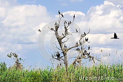 Cormorant nests in trees in Danube Delta Stock Photo