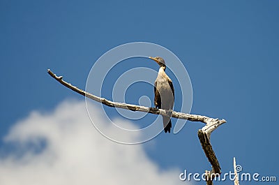 Cormorant Okefenokee Swamp