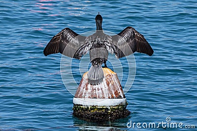 A cormorant is perched on a buoy inside a fishing port. Stock Photo