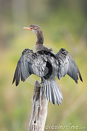 Cormorant perched on post with wings spread Stock Photo