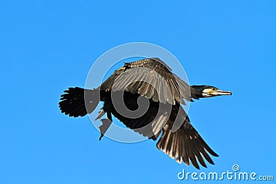 Cormorant (phalacrocorax carbo ) Stock Photo