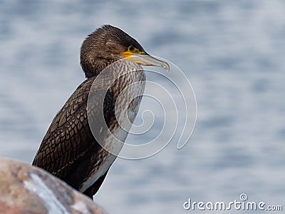 Cormorant - Phalacrocorax carbo Stock Photo